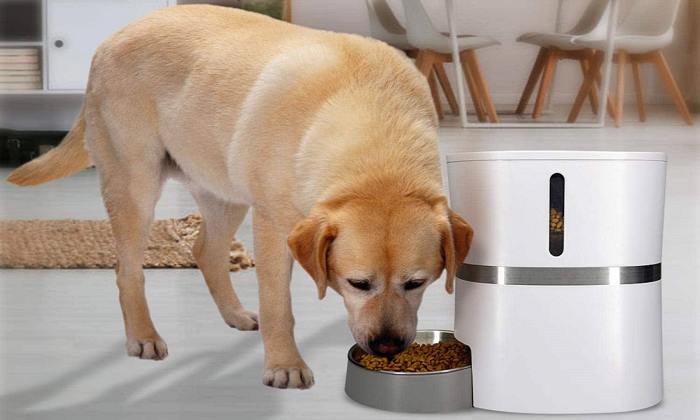 Best Automatic Dog Feeders