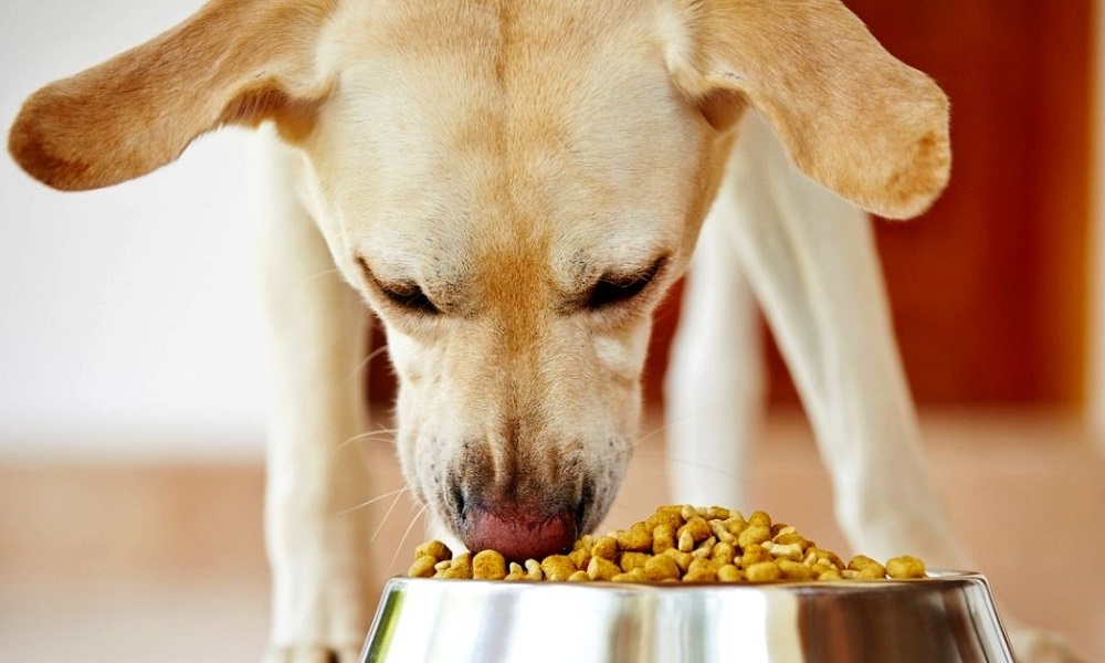 Best Diet Dog Foods